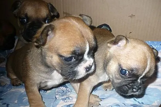 Buldog francuski - rudy - czerwony- REZERWACJA