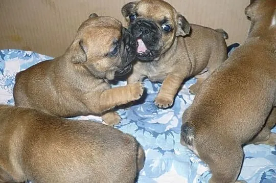 Buldog francuski - rudy - czerwony- REZERWACJA