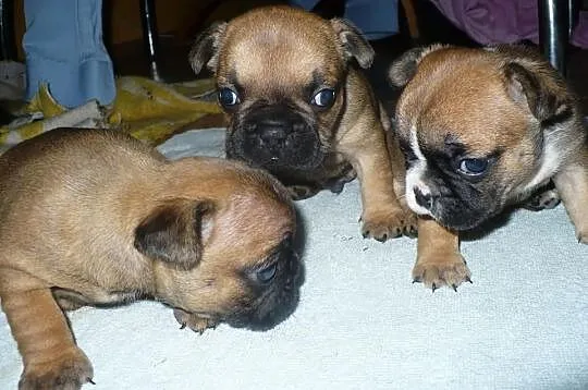 Buldog francuski - rudy - czerwony- REZERWACJA