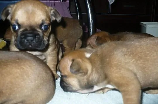 Buldog francuski - rudy - czerwony- REZERWACJA