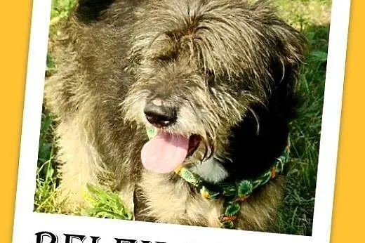 9kg,przyjazny,łagodny,wesoły kudłacz,piesek BELEK.Adopcja,  dolnośląskie Wrocław