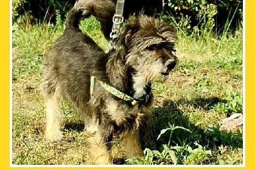 9kg,przyjazny,łagodny,wesoły kudłacz,piesek BELEK.