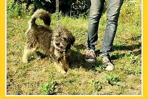 9kg,przyjazny,łagodny,wesoły kudłacz,piesek BELEK.