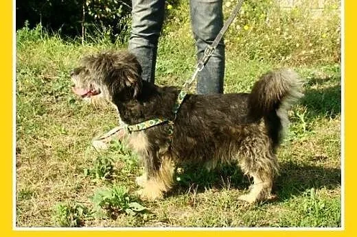 9kg,przyjazny,łagodny,wesoły kudłacz,piesek BELEK.
