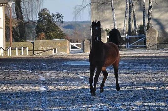 KLACZ KLACZKA ARABSKA CÓRKA ERYKSA, , Smerdyna