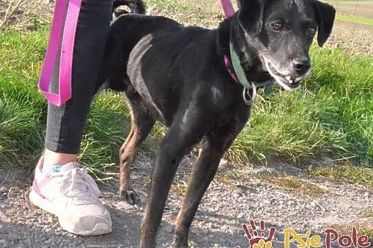 RAMPI-kochany staruszek- mały czarny psiak prosi o dom-adopcja, Małopolskie, Kraków