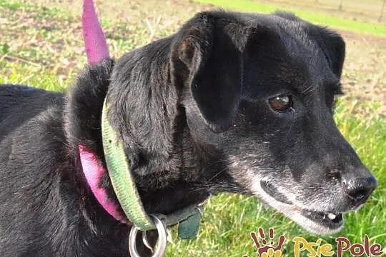 RAMPI-kochany staruszek- mały czarny psiak prosi o dom-adopcja, Małopolskie, Kraków