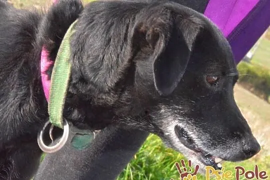 RAMPI-kochany staruszek- mały czarny psiak prosi o dom-adopcja, Małopolskie, Kraków