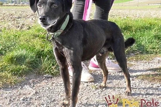 RAMPI-kochany staruszek- mały czarny psiak prosi o dom-adopcja, Małopolskie, Kraków