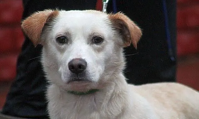 AKRYL - cudowny, delikatny piesek do adopcji