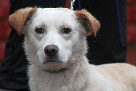AKRYL - cudowny, delikatny piesek do adopcji