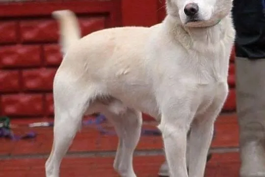 AKRYL - cudowny, delikatny piesek do adopcji