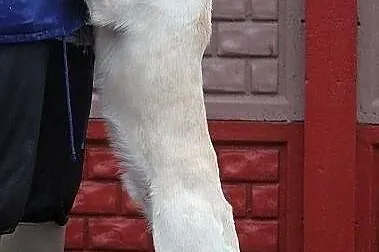 AKRYL - cudowny, delikatny piesek do adopcji