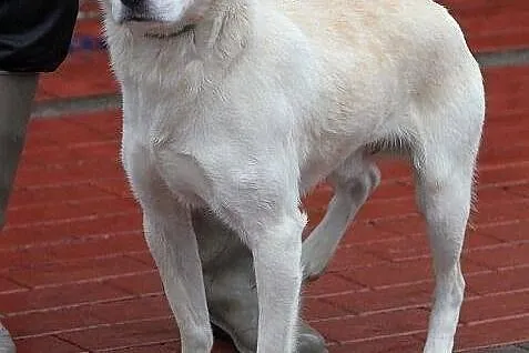 AKRYL - cudowny, delikatny piesek do adopcji