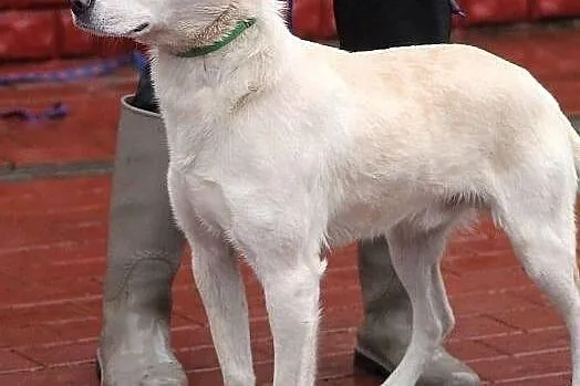 AKRYL - cudowny, delikatny piesek do adopcji