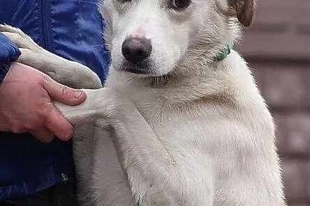 AKRYL - cudowny, delikatny piesek do adopcji