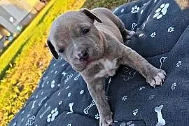 Szczeniak - Amstaff