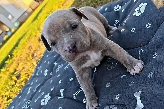 Szczeniak - Amstaff