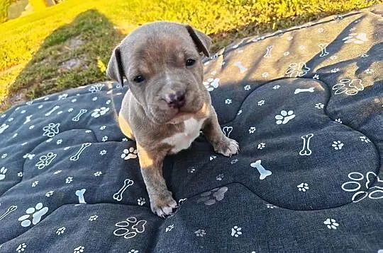 Szczeniak - Amstaff, Lubelskie, Chełm