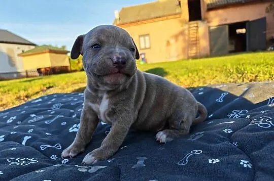 Szczeniak - Amstaff, Lubelskie, Chełm