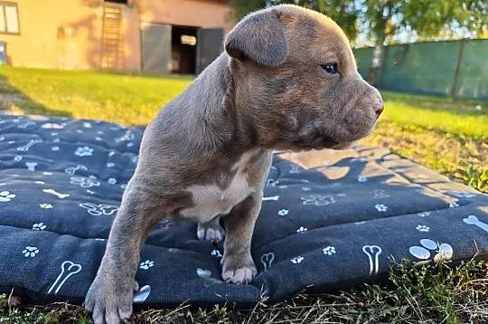 Szczeniak - Amstaff, Lubelskie, Chełm