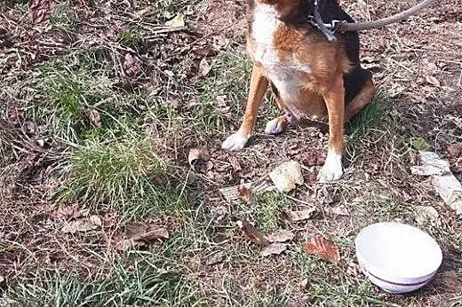Pegi szuka kochającego domku!!!,  dolnośląskie Wro