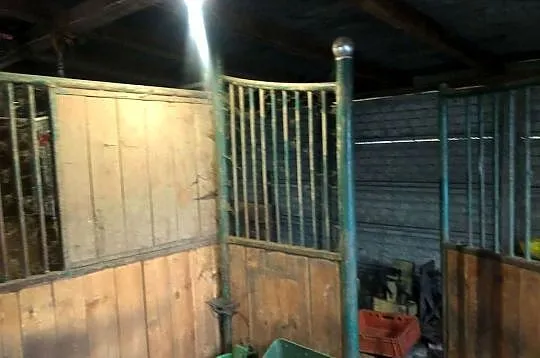 Boks front dla koni  2 szt., Łódzkie, Andrespol