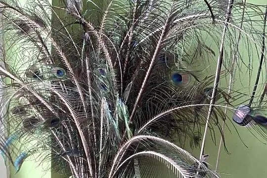 Pawi ogon