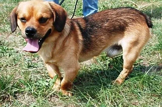 Pakuś malutki, słodki, kochany, młodziutki psiak A