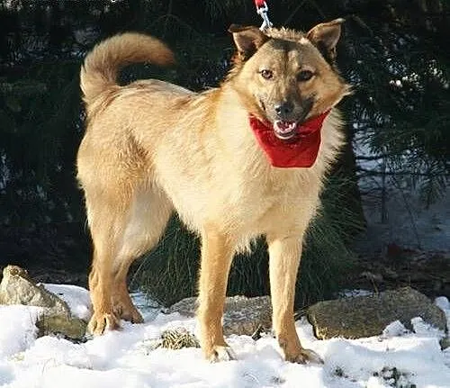 Ancia, piękna płowa suczka do adopcji!, opolskie
