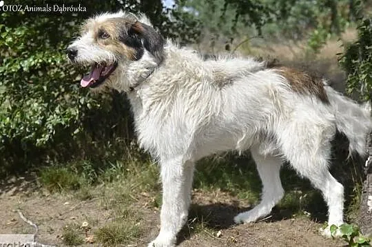 Piękny Rawi czeka na swój nowy dom., , Dąbrówka