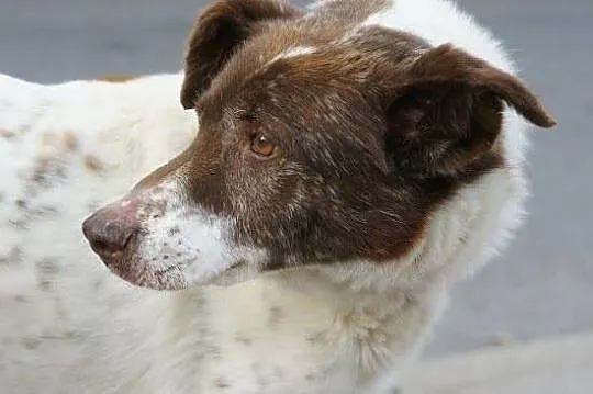 Piękny Bodzio, niekochany przez 11 lat szuka domu!