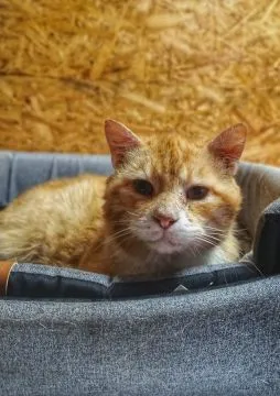 Garfield - mądry, ułożony, wspaniały kot!  Czy ktoś otworzy serce dla naszego rudzielca? Garfield, b, , Wrocław