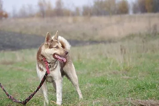Czoko - pogodny i towarzyski psiak szuka troskliwe