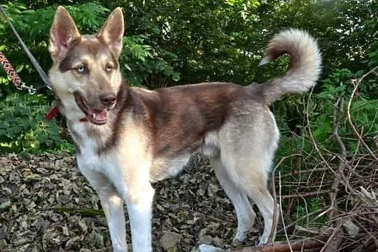Czoko - pogodny i towarzyski psiak szuka troskliwe