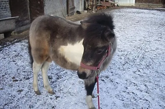 Kuc szetlandzki klacz