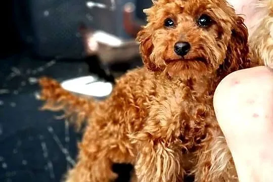 Maleńki pudel toy Brown Red 6miesieczny, Podkarpackie, Jasło