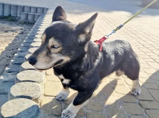 Minihusky, miastowy, wychowany CORGI mix  Taki fajny, oryginalny psiak do adopcji, trochę jak mix co, , Warszawa