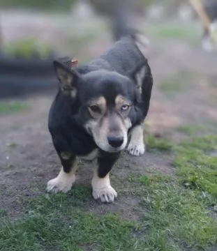 Minihusky, miastowy, wychowany CORGI mix  Taki fajny, oryginalny psiak do adopcji, trochę jak mix co, , Warszawa