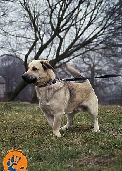 Alan :) Na uroczych krzywych łapkach chce dojść do