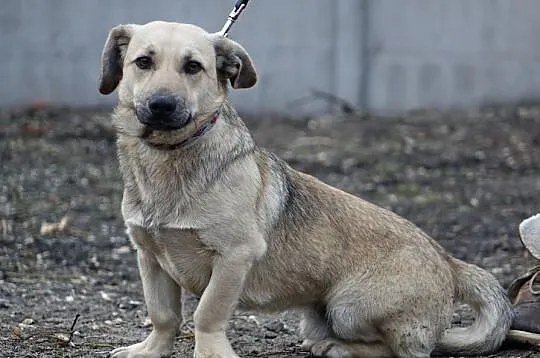 Alan :) Na uroczych krzywych łapkach chce dojść do