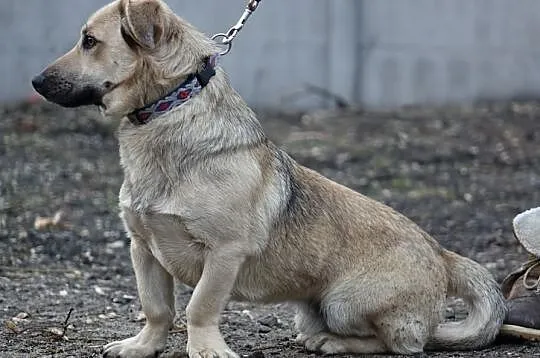Alan :) Na uroczych krzywych łapkach chce dojść do