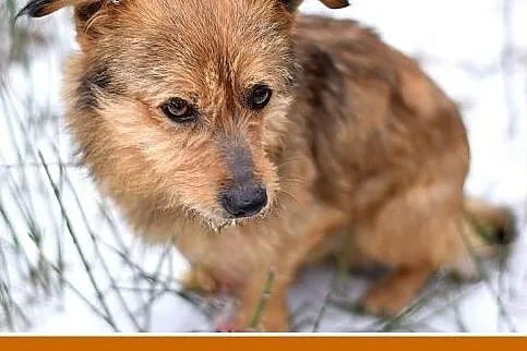 ALIK-mały terier mix,łagodny,tulaśny,wesoły piesek