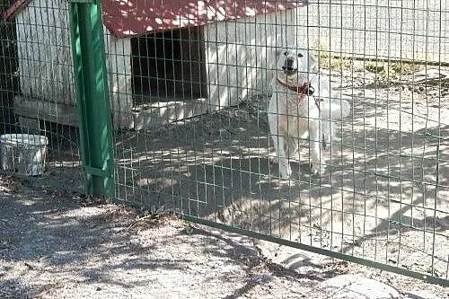 Saba - przyjazna sunia odda Ci swoje serce,  kujaw