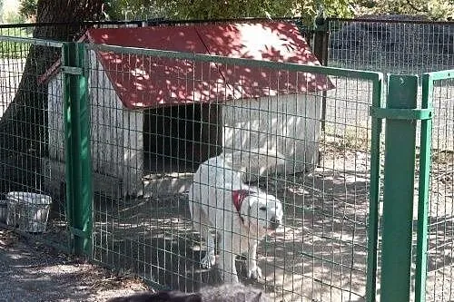 Saba - przyjazna sunia odda Ci swoje serce,  kujaw