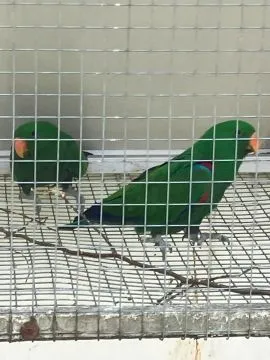 Lora wielka (eclectus polychloros) samiec z końca 2025r., , Tarnów
