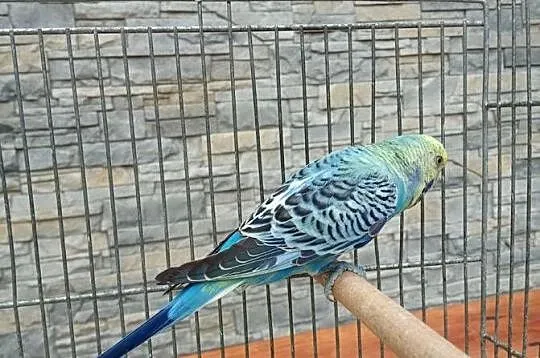 Sprzedam papugi faliste tęczowe, Małopolskie, Tarnów