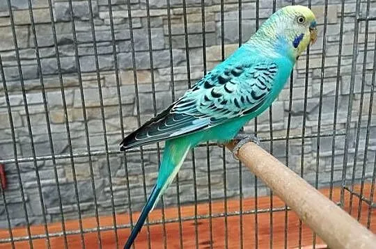 Sprzedam papugi faliste tęczowe, Małopolskie, Tarnów
