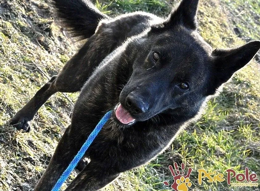 BARRONEK-super fajny psiak w typie owczarka holenderskiego, adopcja, Małopolskie, Kraków