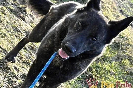 BARRONEK-super fajny psiak w typie owczarka holenderskiego, adopcja, Małopolskie, Kraków